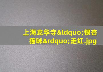 上海龙华寺“银杏猫咪”走红