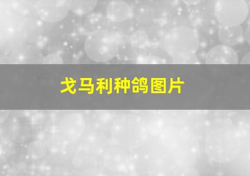 戈马利种鸽图片
