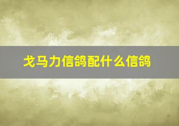 戈马力信鸽配什么信鸽